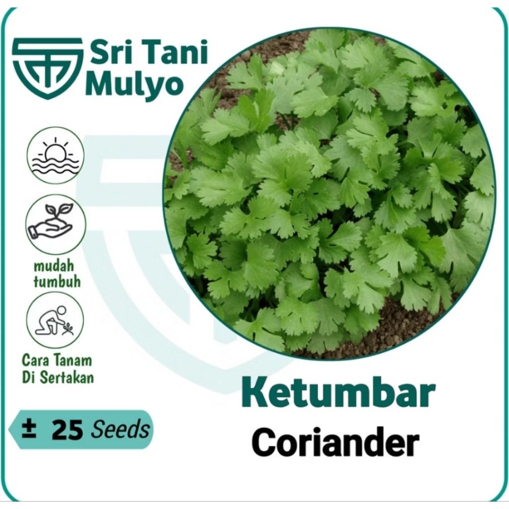 25 Biji Benih Herb Coriander Daun Ketumbar Favor