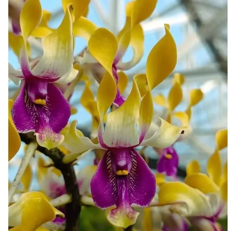 Bibit Botolan Dendrobium Budiono Lamtoro