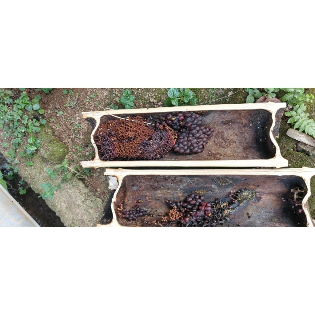 LEBAH TRIGONA/KLANCENG/KELULUT dalam bambu_siap budidaya