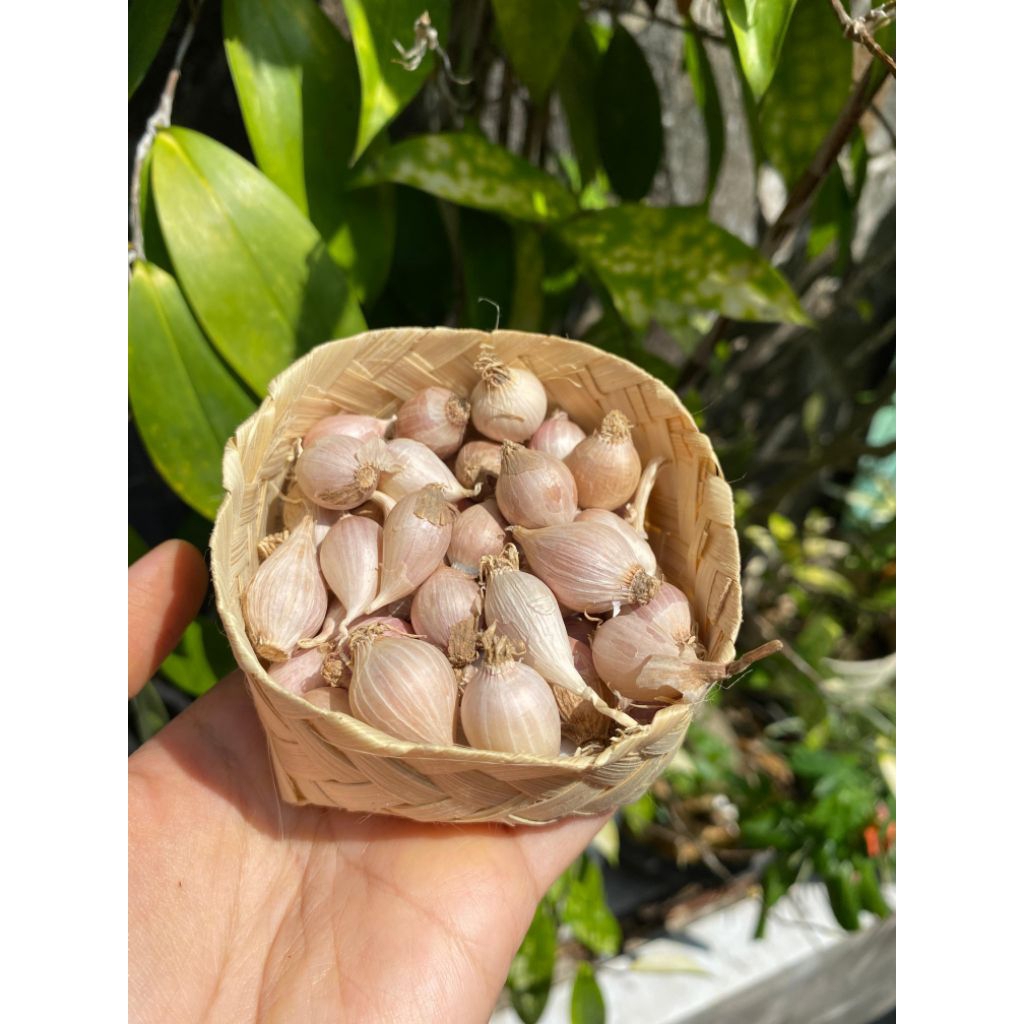 50 Gram Bawang Putih Tunggal Lokal/ BAWANG LANANG