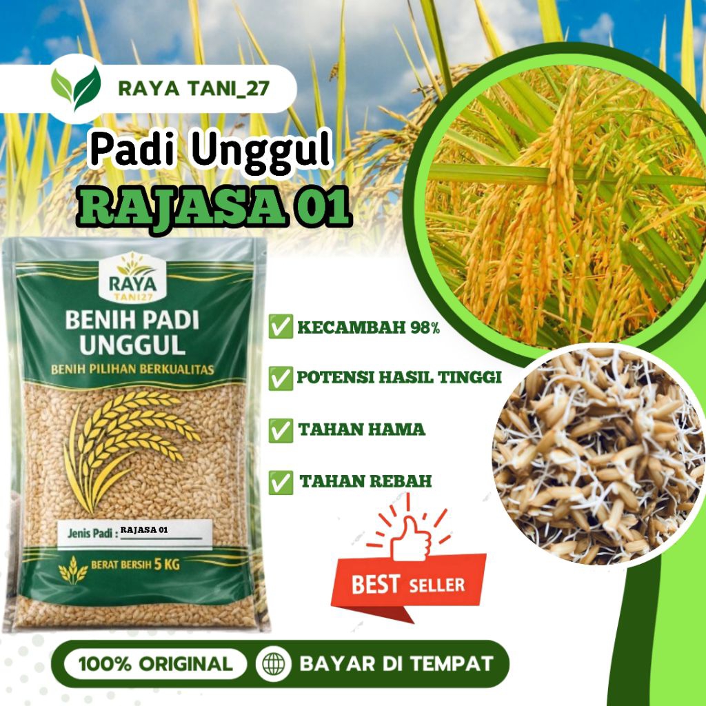 Benih padi bibit padi unggul Rajasa 01 asli kemasan 5kg kualitas super tahan rebah malay panjang