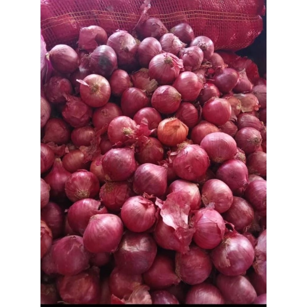 bawang merah india