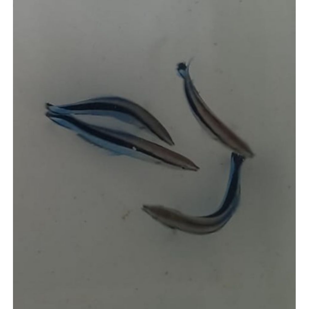 Ikan Hias Air Laut Jenis Dokter B