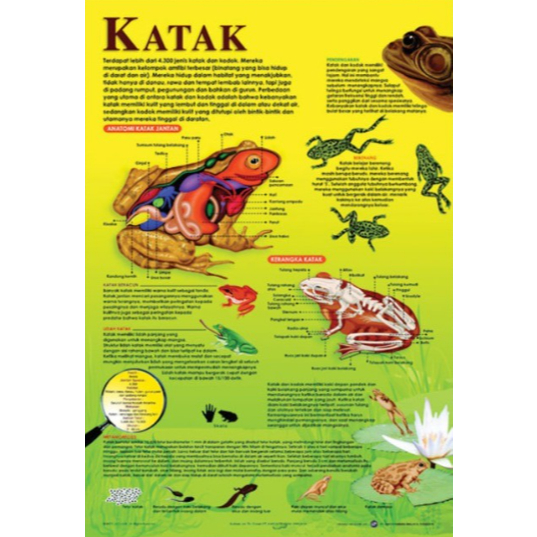 Poster Katak / Anatomi Hewan