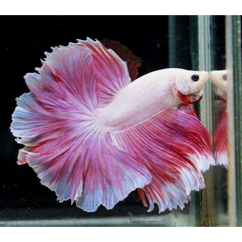 cupang halfmoon pink ekor lebar