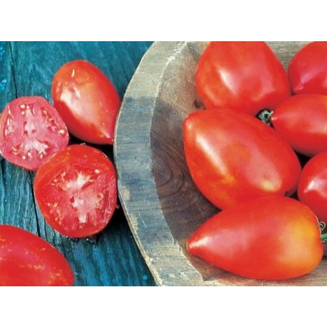 3 Biji Benih TOMATO Amish Paste