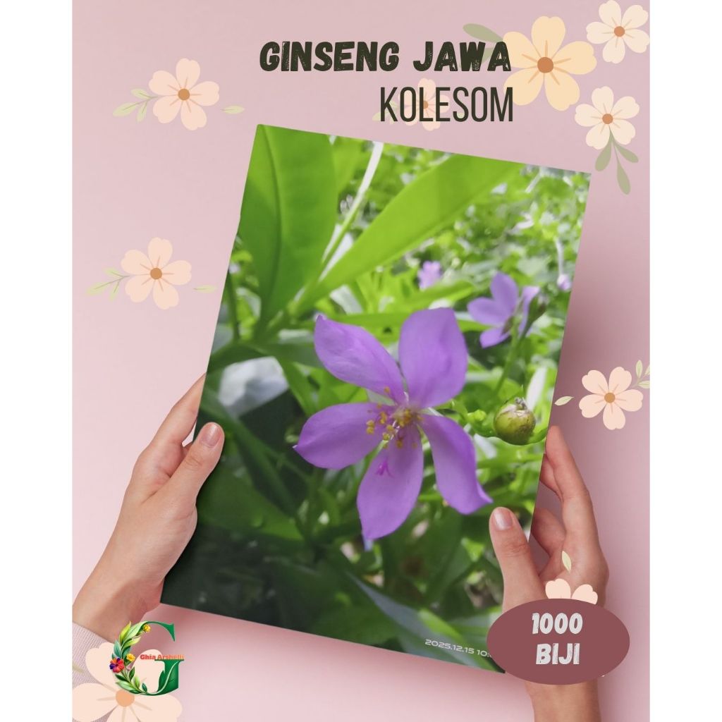 1000 Benih Herbal Ginseng / Kolesom Jawa