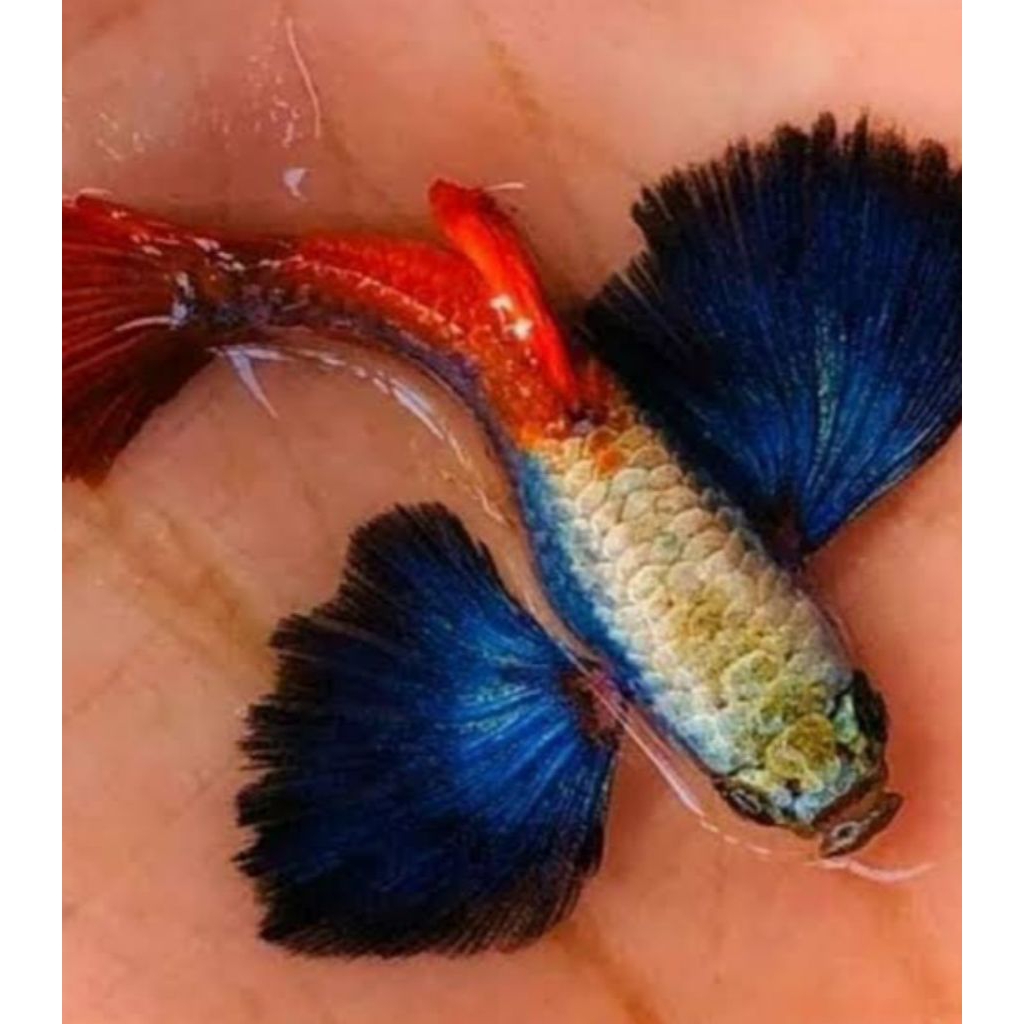 Guppy PRTDE