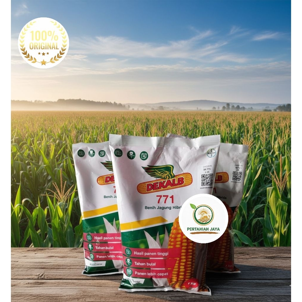 Benih Jagung Hibrida DK 771 - 1kg, Tahan Penyakit, Hasil Tinggi, Panen Cepat