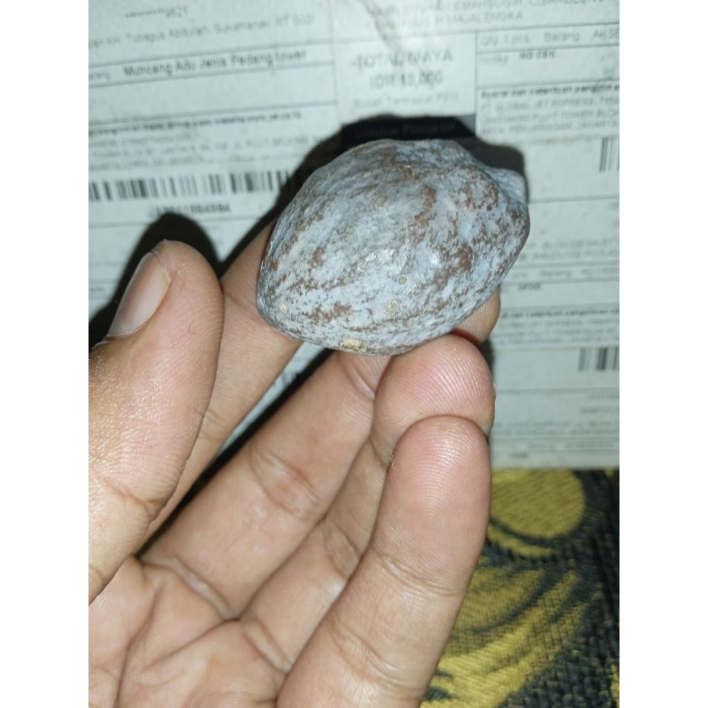 Muncang Adu Jawa Arin Malangbong