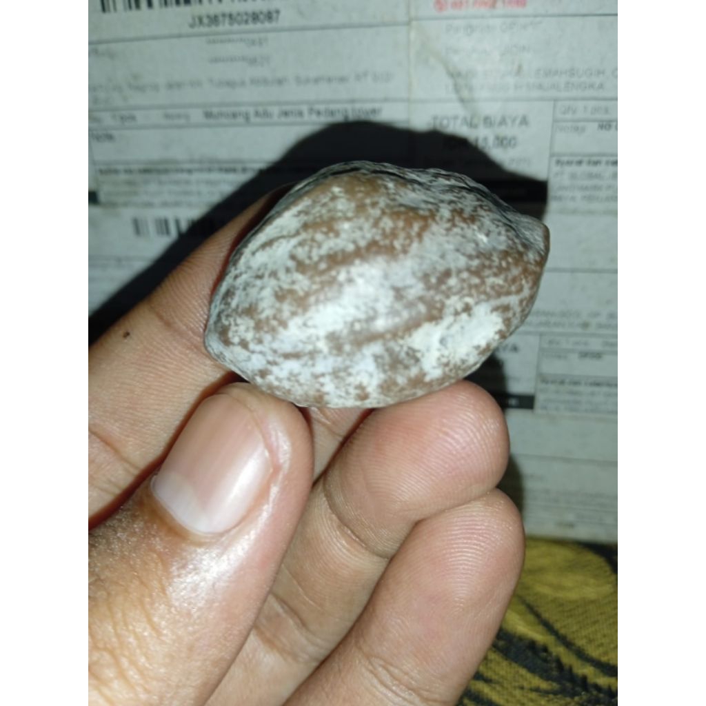 Muncang Adu Wadas Guru Har Orignal Grade A