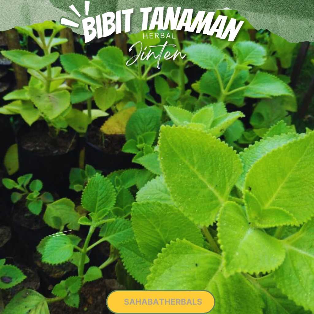 [free pupuk] bibit jinten hitam - jintan tanaman herbal kaya manfaat