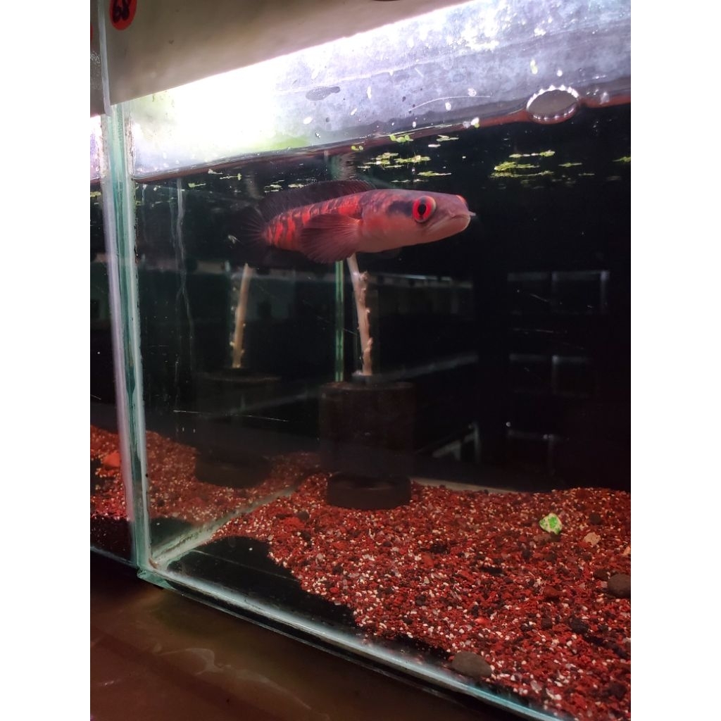 Chana red maru 13-18cm*kimcha.id