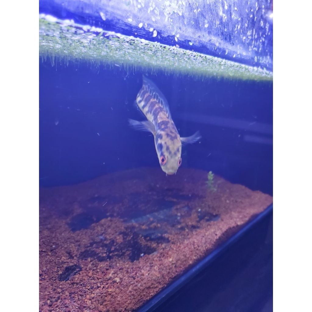 chana maru ys size 15-20cm*kimcha.id