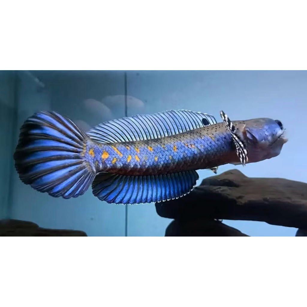 CHANA BLUE PULCRA   spek bahanan kontes Free stiker