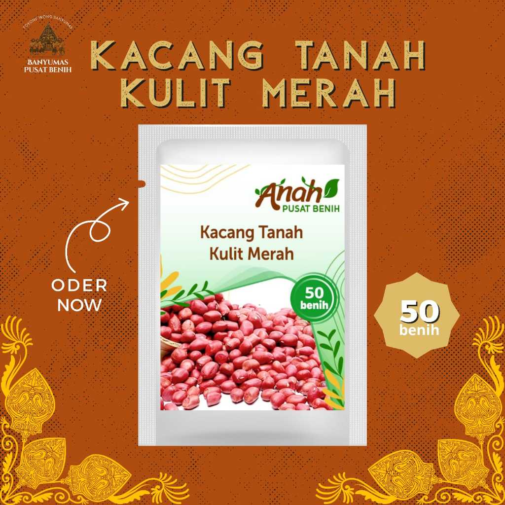 Benih kacang tanah kulit merah 50 benih / bibit biji kacang tanah kulit merah unggul / banyumas pusa
