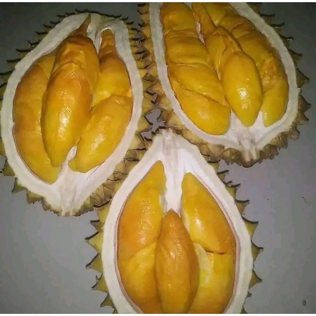BIBIT DURIAN OCHEE/ Duri hitam