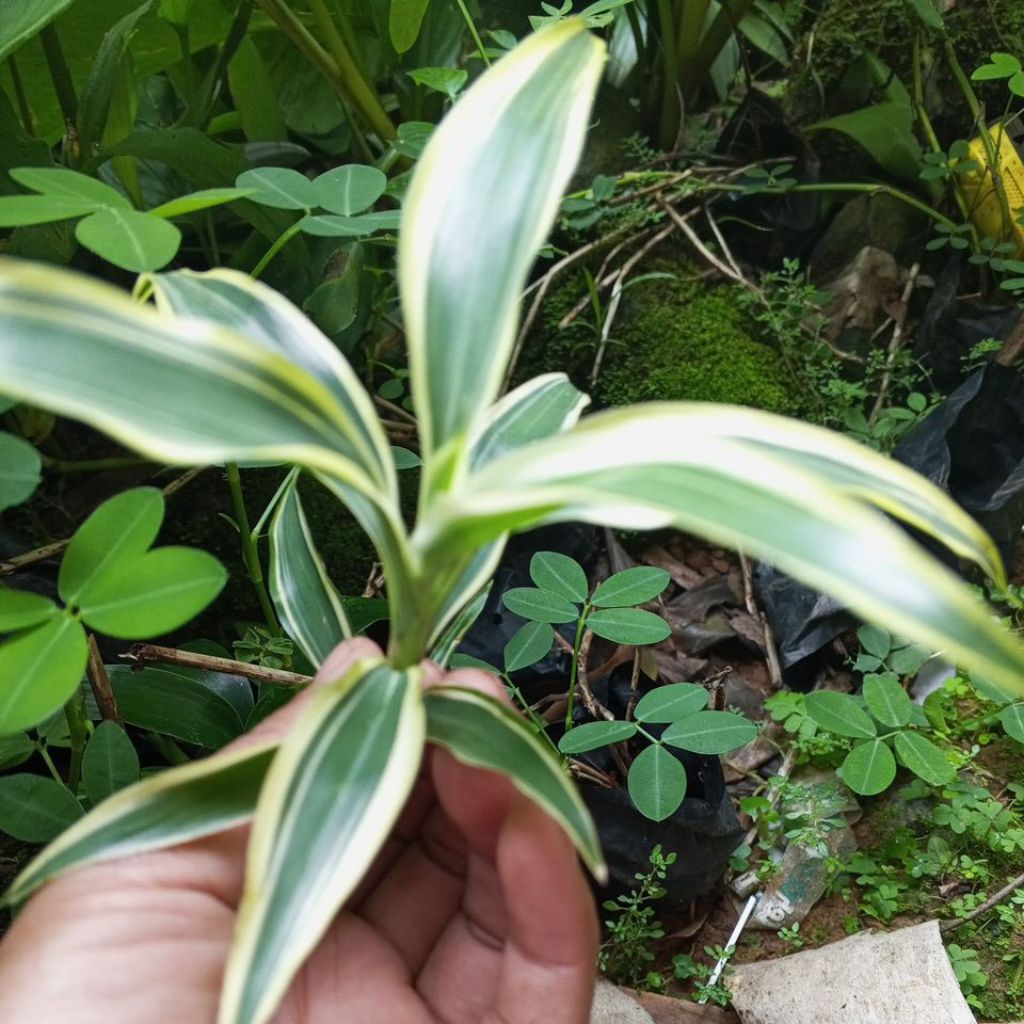 tanaman hias bambu hoki/Suji kuning