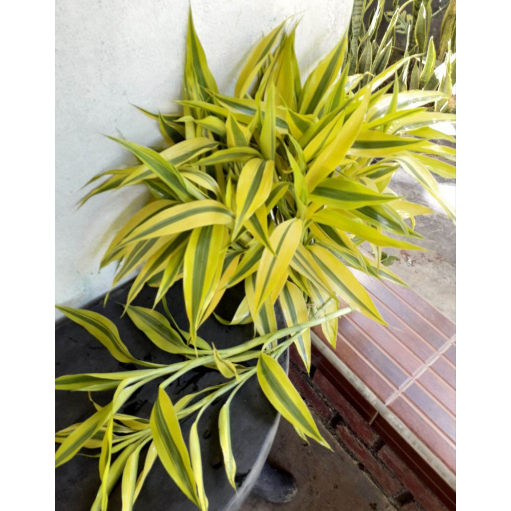 tanaman hias bambu hoki atau Suji kuning