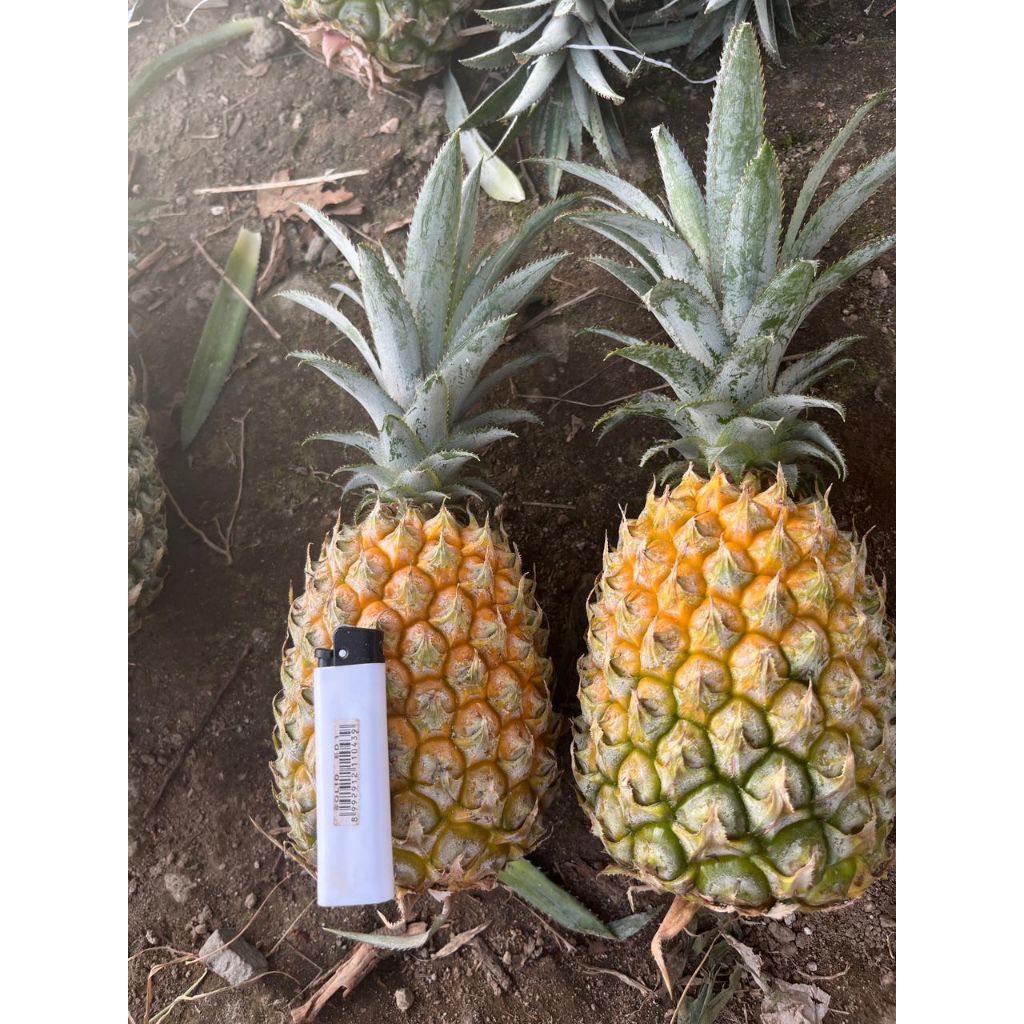 nanas madu gunung kelud