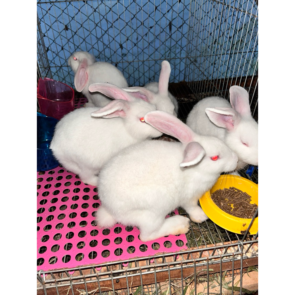 kelinci new zealand white NZW junior