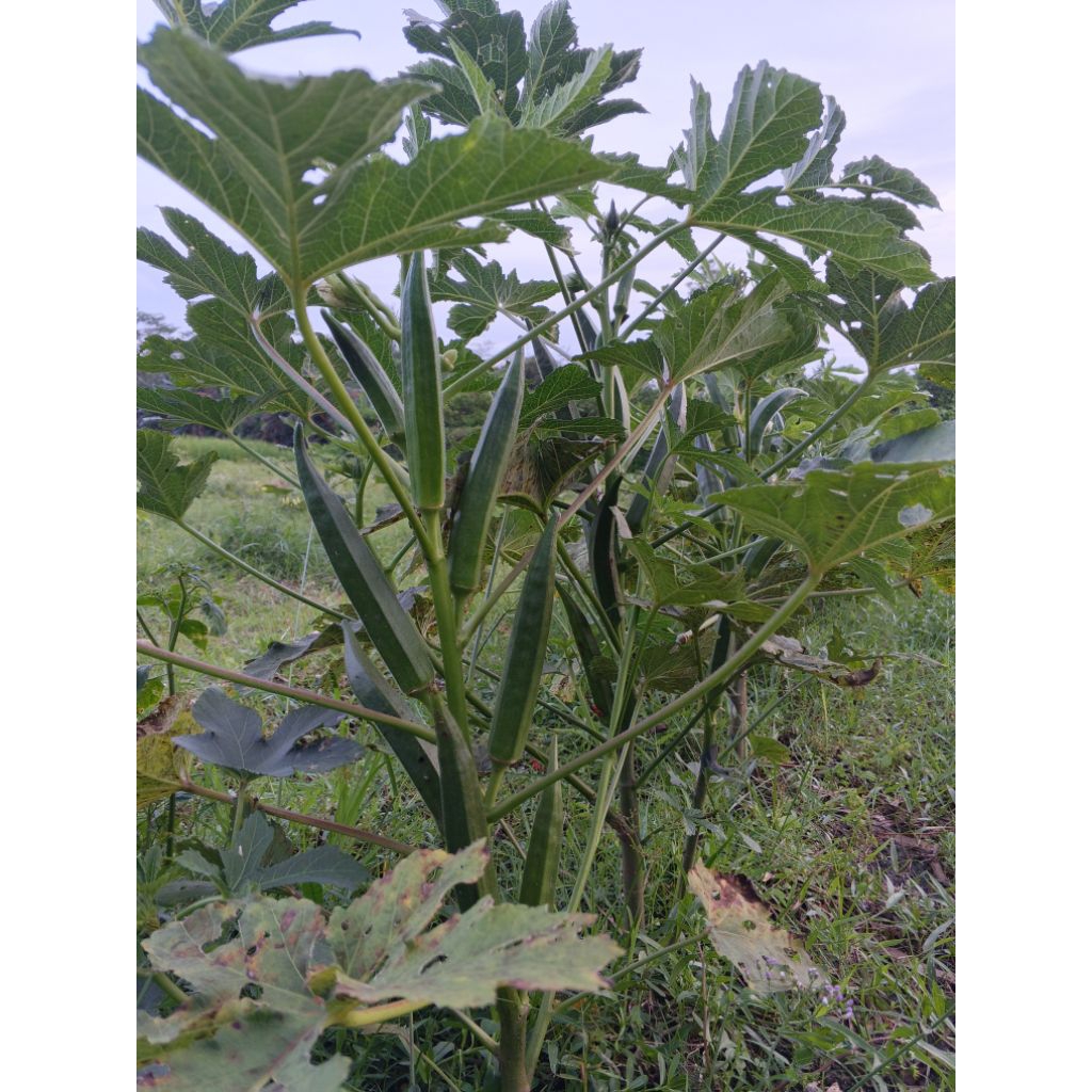 OKURA/OKRA