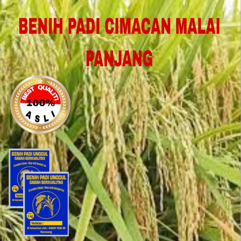 BENIH PADI CIMACAN MALAI PANJANG BERKUALITAS UNGGUL 1 kg
