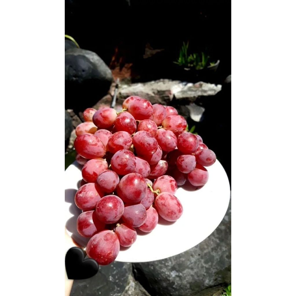 ANGGUR RED GLOBE MERAH IMPORT / GRAPE / FRESH FRUIT / FRUIT / BUAH BUAHAN SEGAR SURABAYA BEST SELLER