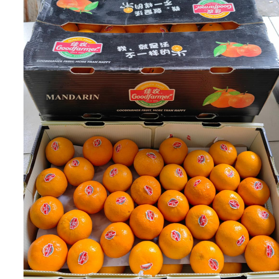 Jeruk Wogan Manis/ Afourer Manis Non Biji/ Dekopon Papagan Dino Non Biji Import Premium