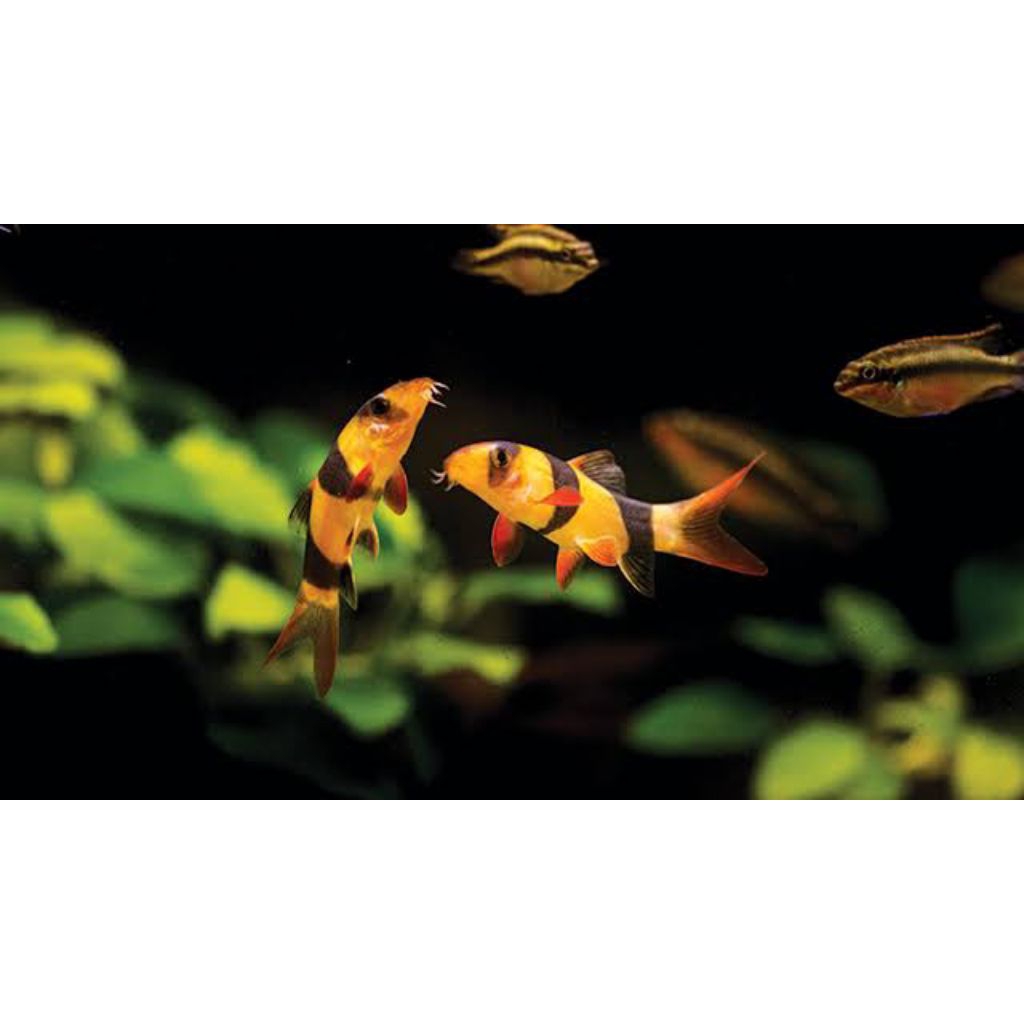 Botia Kalimantan ukuran medium pemberaih dasar aquarium dan aquascape