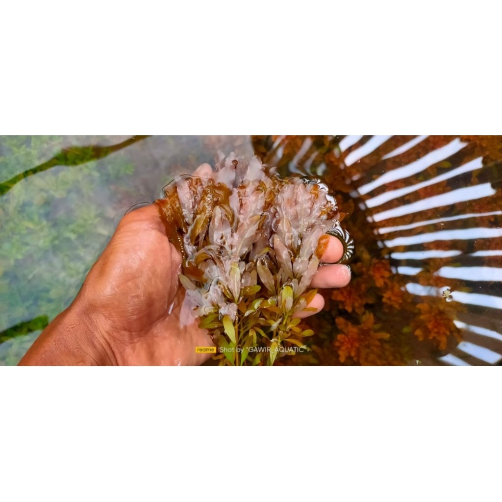 ludwigia inclinata brown tanaman aquascape