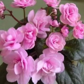 Tanaman Violet Afrika bunga warna Pink