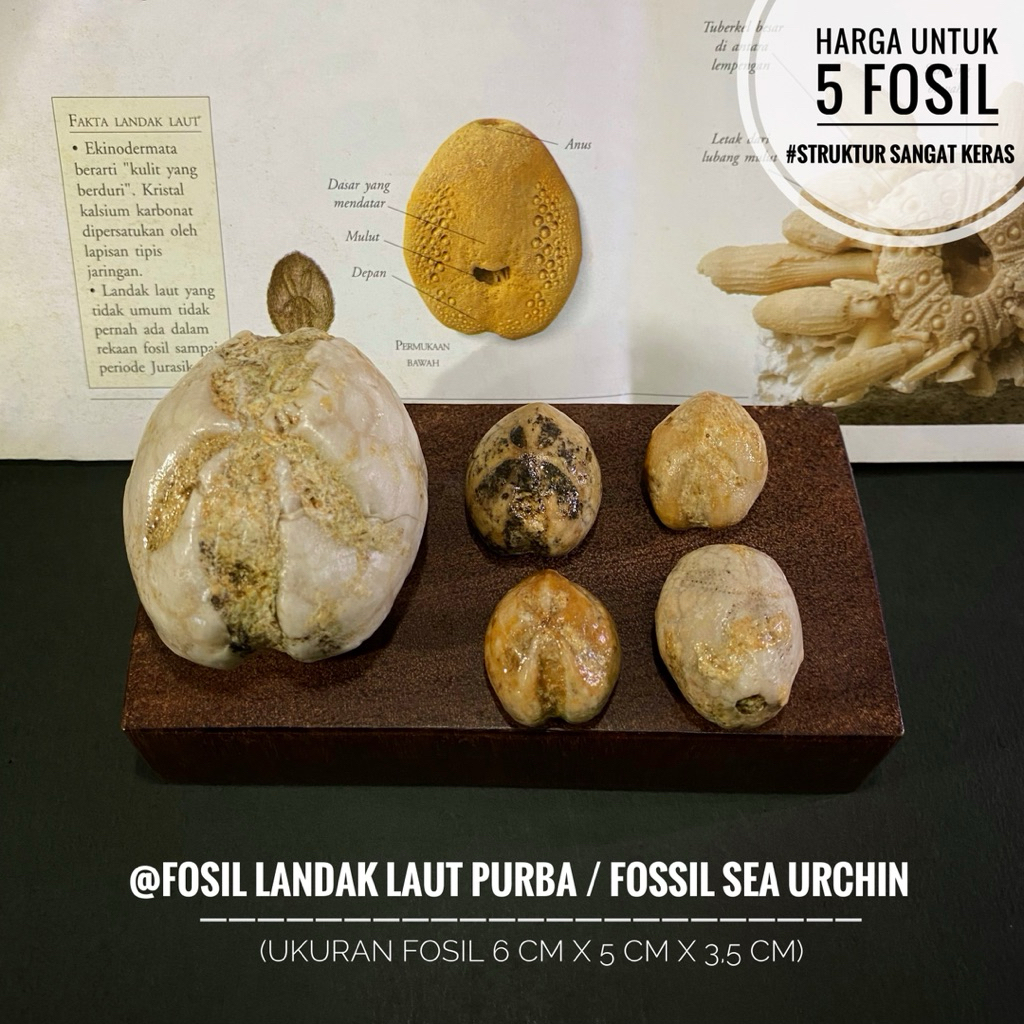 Fosil Landak Laut Purba Natural A19 atau Fossil Sea Urchin atau Fosil Awar Awar atau Fosil Bintang L