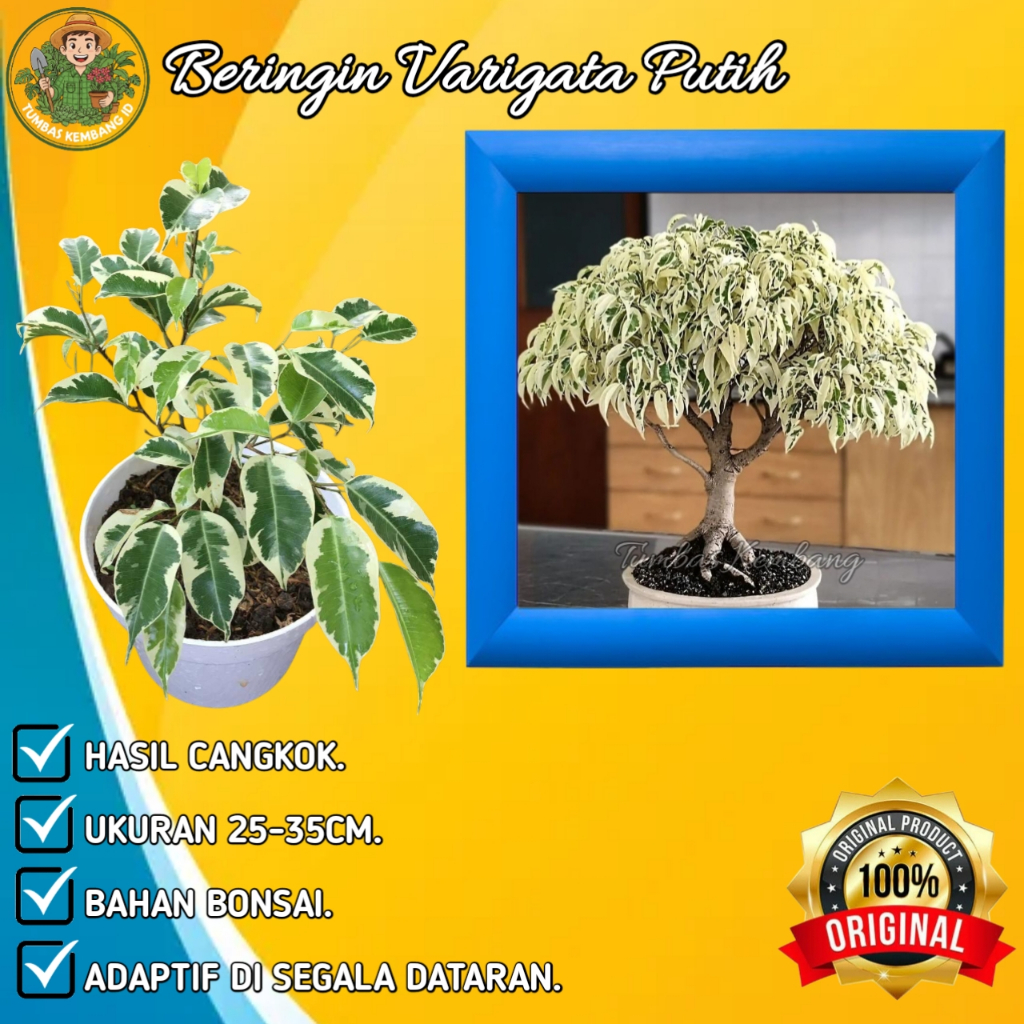 Bibit Bahan Bonsai Beringin Varigata Putih (Ficus benjamina) - Tanaman Hias Adaptif Berkualitas Hasi