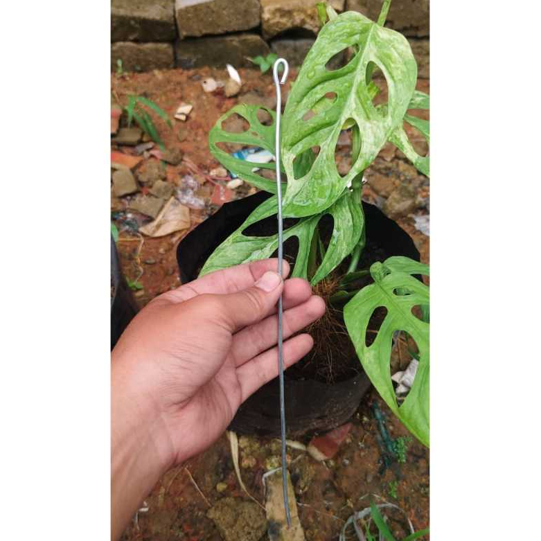 Turus Besi Penyangga Tanaman 30 cm  ukuran 2,2 ml