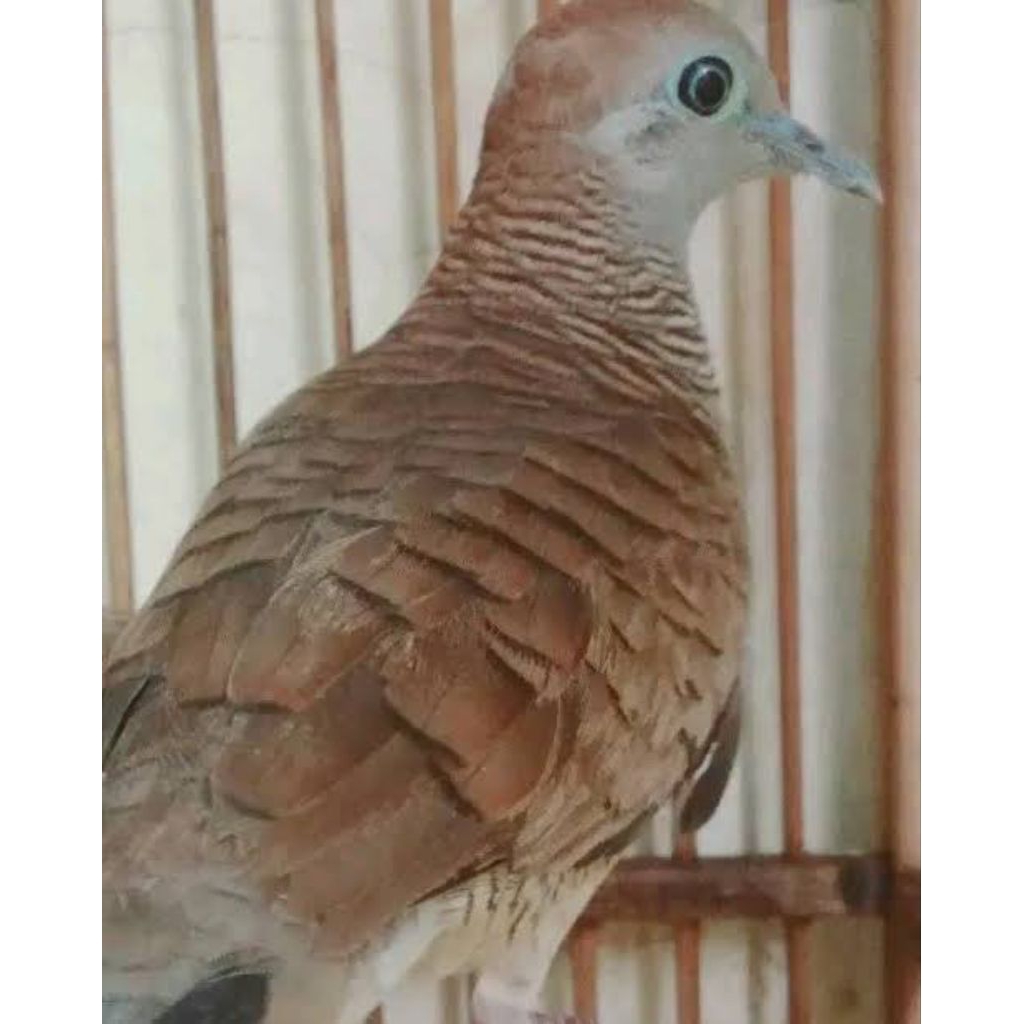 burung perkutut lokal jantan katuranggan UDAN MAS asli alam