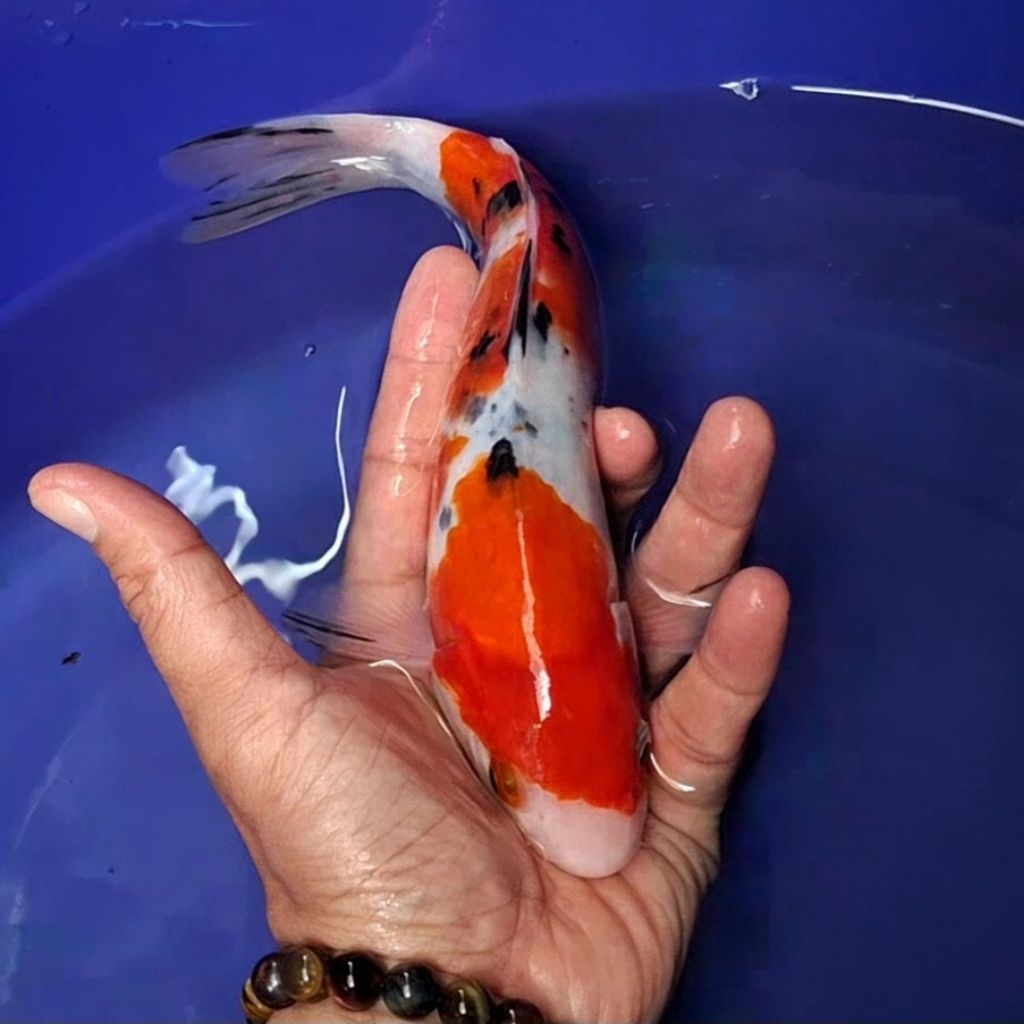 Ikan Koi Blitar Jenis Sanke / Rumah Koi Jakarta / kode 008