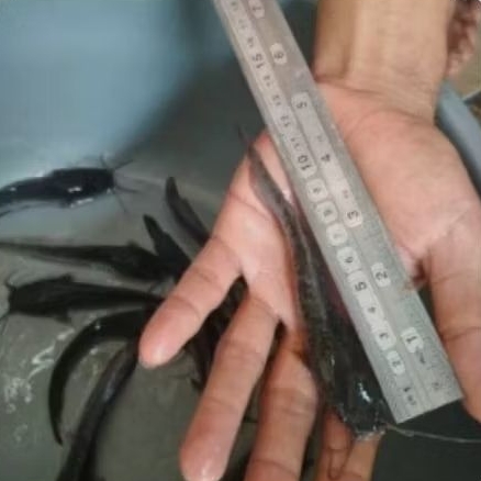 Bibit lele ukuran 4-5 cm lincah sehat gesit