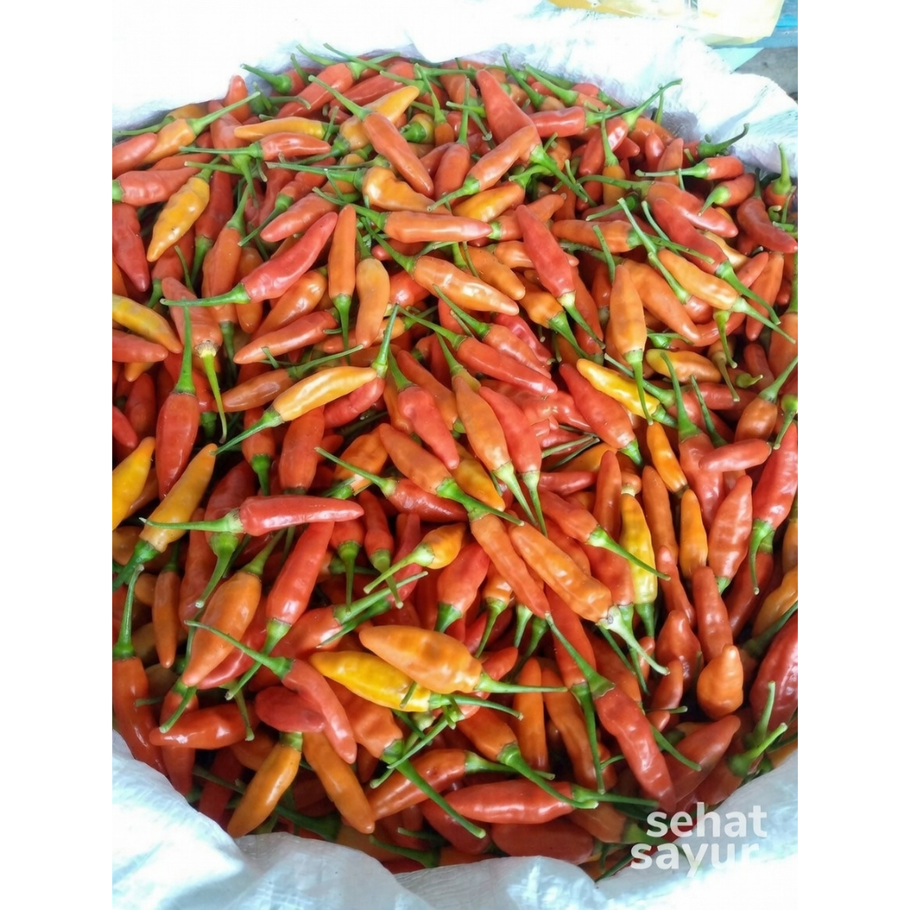 Cabe Rawit Pedas Jenis ORI/KALIBER/TIUNG 500 gr