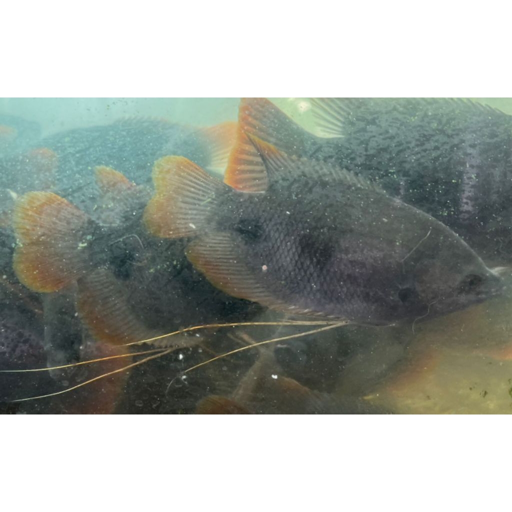 Gurame Sabah/Redtail Gurame Menor