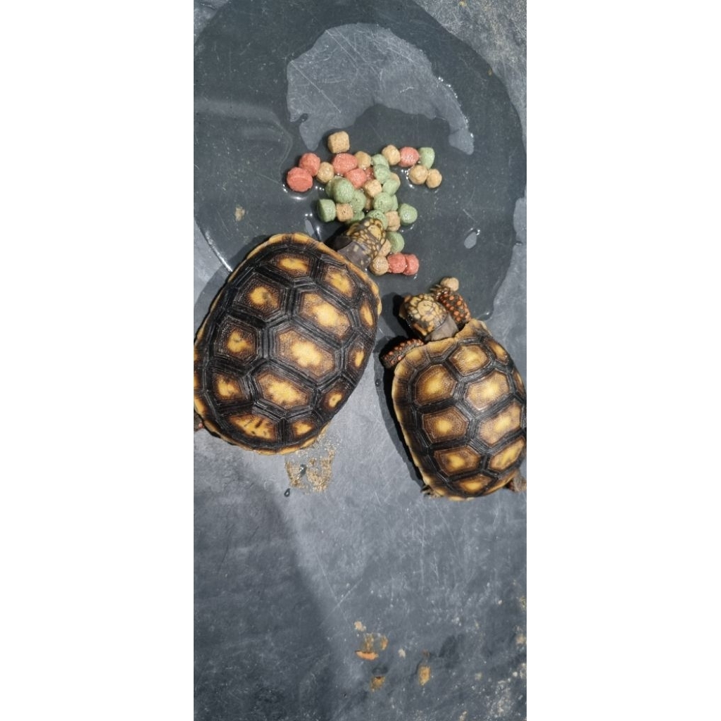 Redfoot RF red foot ukuran 7.5cm bukan sulcata