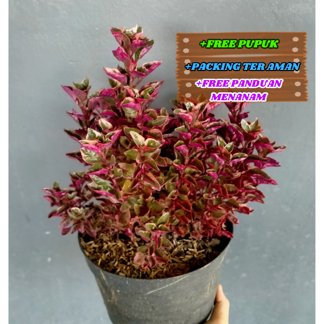 Krokot Merah Jakarta Super Cantik