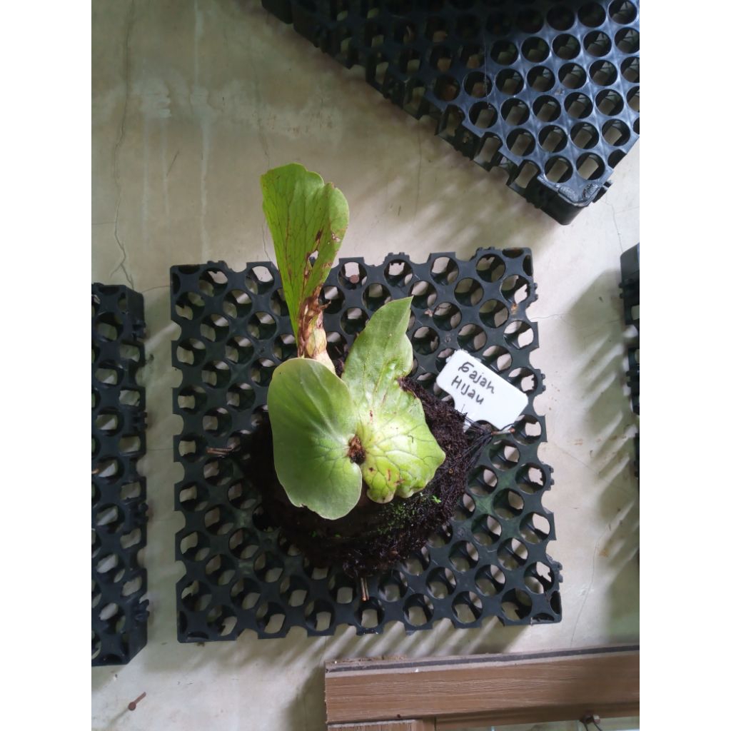 platycerium elephantotis hijau dc 25x25cm siap pajang
