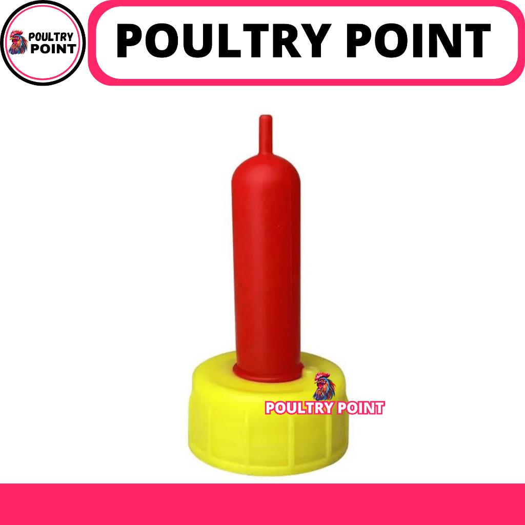 DOT KAMBING MERAH OREN 6.2 - DOT ANAK KAMBING - DOT CEMPE KAMBING DOMBA