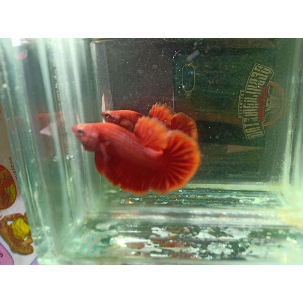 Ikan Cupang Plakat Super Red Jantan - Warna Merah Solid, Bentuk Ekor Indah, Ukuran Medium