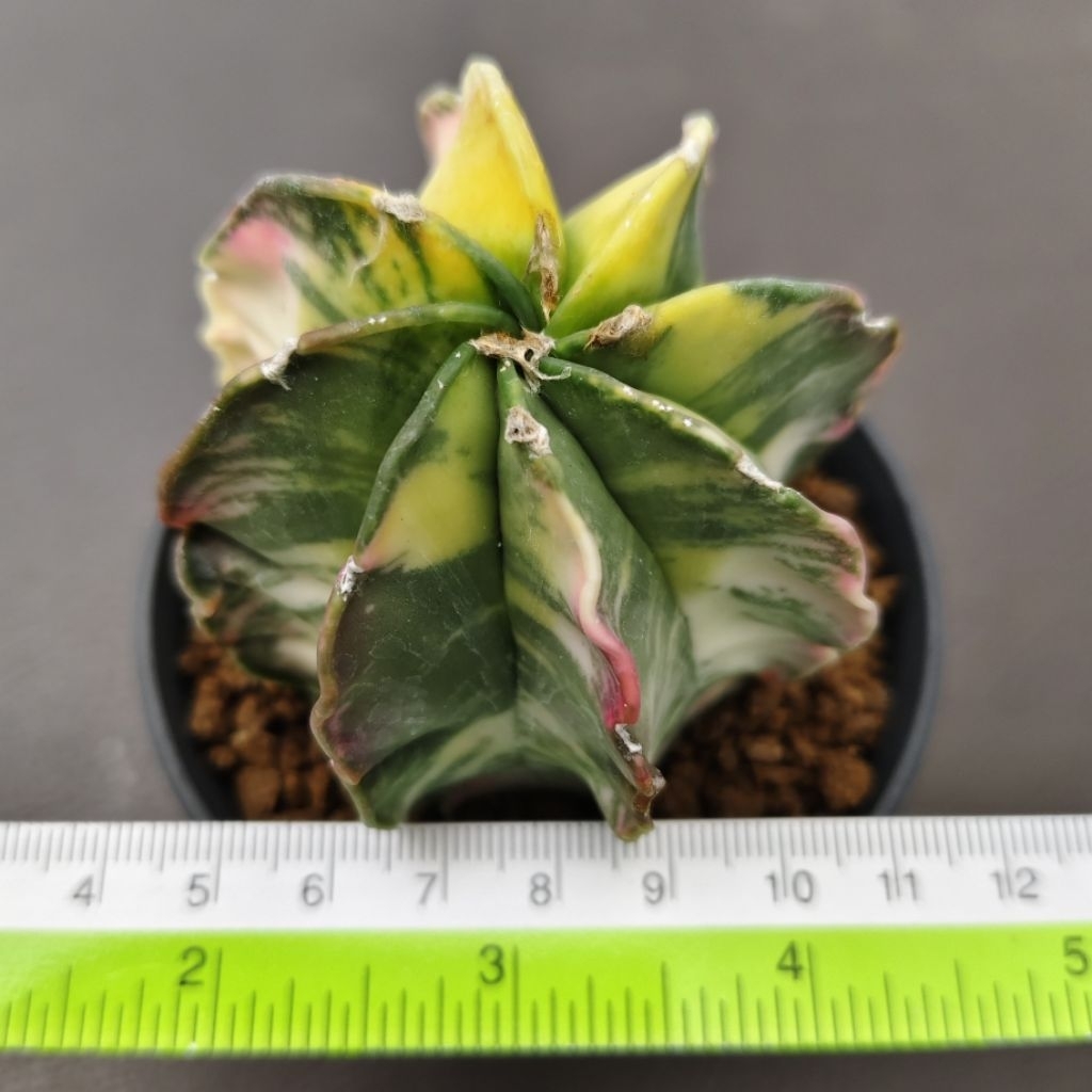 Tanaman Kaktus Astrophytum capricorne variegata