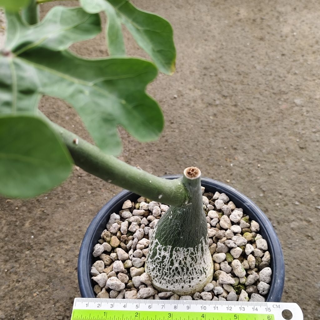 Tanaman Caudex Adenia venenata