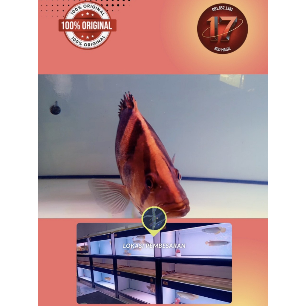 Ikan Datz Tiger |  ± 53cm |  4 BAR | ikan JUMBO Asli Ikan dari kalimantan | Mental JOSSS