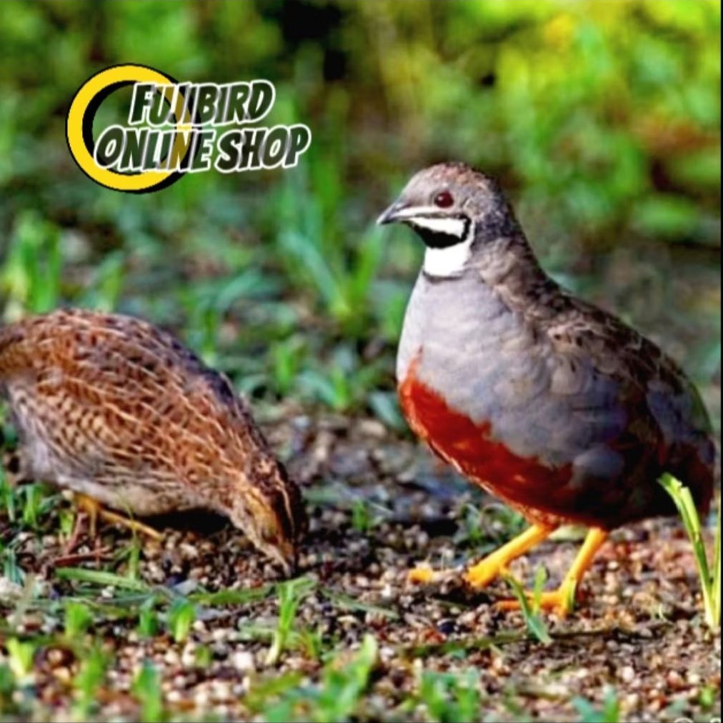BURUNG PUYUH BATU SEPASANG PILIHAN AVIARY