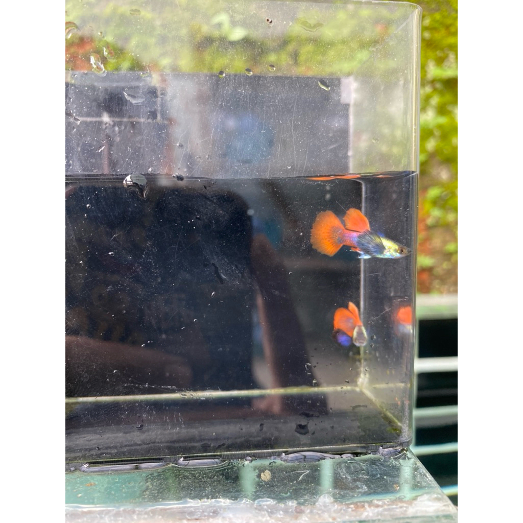 Guppy prtde,ikan guppy cantik ,PRTDE kerenn,prtde,